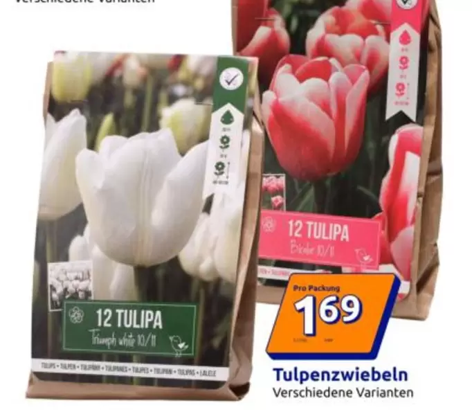 12 TULIPA Triumph white