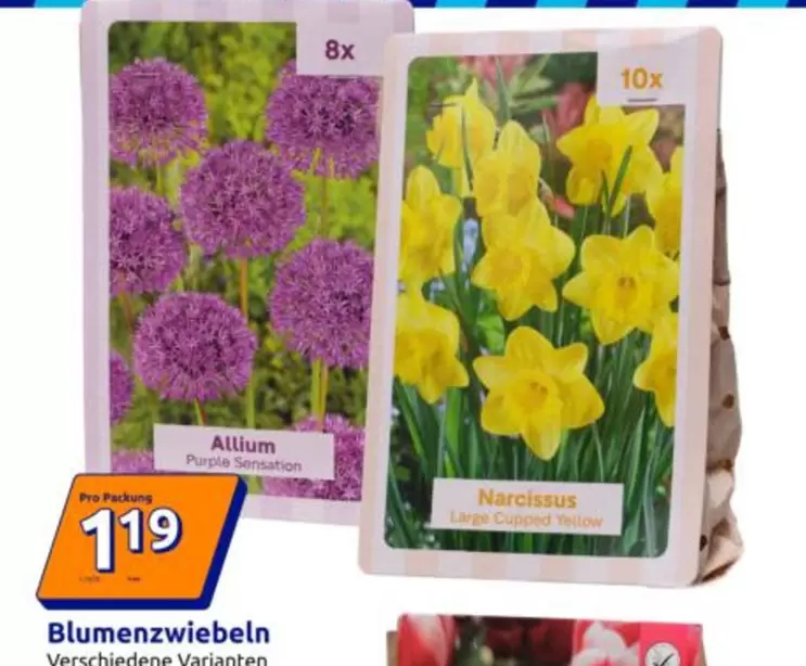 Blumenzwiebeln Verschiedene Varianten