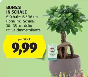 BONSAI