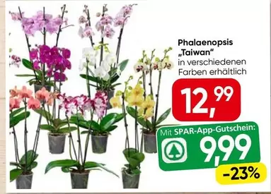 Phalaenopsis
