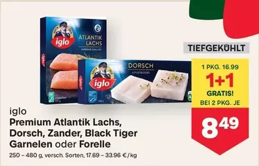 Zander - Premium Atlantik Lachs, Dorsch, , Black Tiger Garnelen oder Forelle