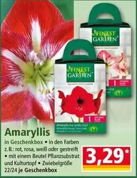 Amaryllis