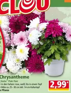 Pink - Chrysantheme "Sixtie"  Flair