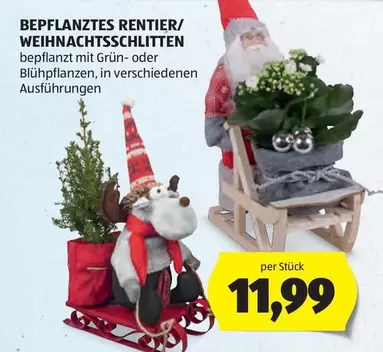 BEPFLANZTES RENTIER/WEIHNACHTSSCHLITTEN