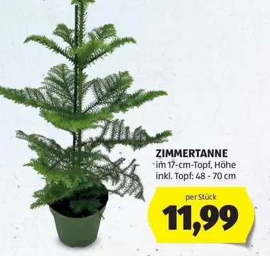 Zimmertanne