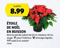 ÉTOILE DE NOËL EN BUISSON