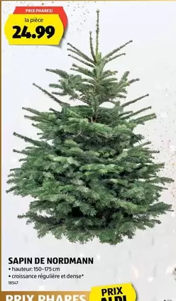 SAPIN DE NORDMANN