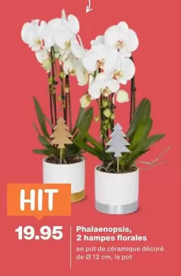 Phalaenopsis, 2 hampes florales
