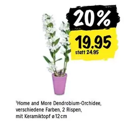 Dendrobium-Orchidee