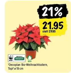 Oecoplan Bio-Weihnachtsstern