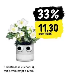 Christrose (Helleborus)