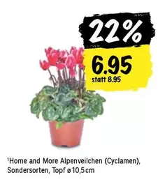 Alpenveilchen (Cyclamen)
