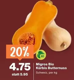 Kürbis Butternuss