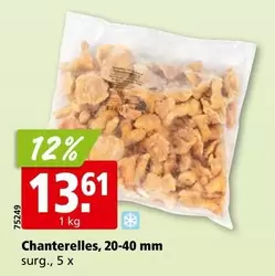Chanterelles, 20-40 mm