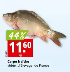 Carpe fraîche