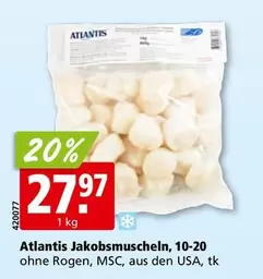 Jakobsmuscheln, 10-20