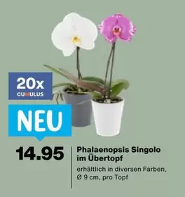 Phalaenopsis Singolo