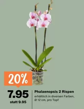 Phalaenopsis 2 Rispen