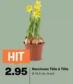 Narcisses Tête à Tête