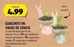 GIACINTI IN VASO DI ZINCO