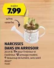 NARCISSES DANS UN ARROSOIR