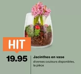 Jacinthes en vase