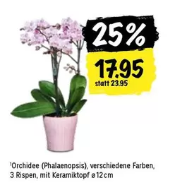 Orchidee (Phalaenopsis)