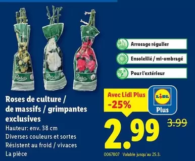 Roses de culture / de massifs / grimpantes exclusives