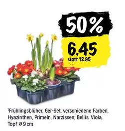 Frühlingsblüher, 6er-Set