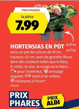 HORTENSIAS EN POT