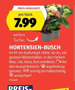 HORTENSIEN-BUSCH