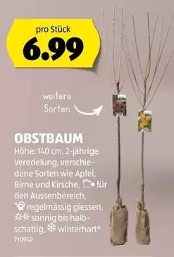 OBSTBAUM Höhe: 140 cm. 2-jährige Veredelung, verschiedene Sorten wie Apfel, Birne und Kirsche, 710942