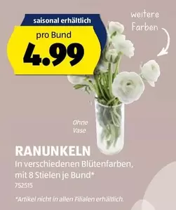 RANUNKELN pro Bund