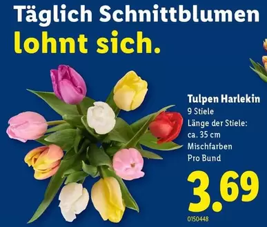 Tulpen Harlekin