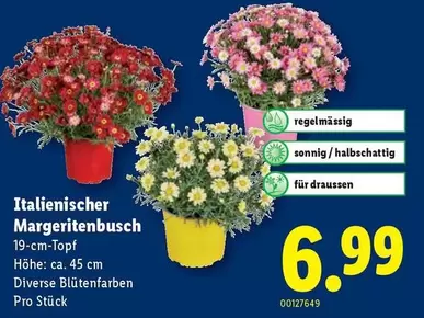 Italienischer Margeritenbusch 19-cm-Topf