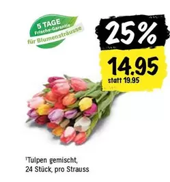 Tulpen gemischt