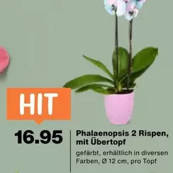 Phalaenopsis 2 Rispen