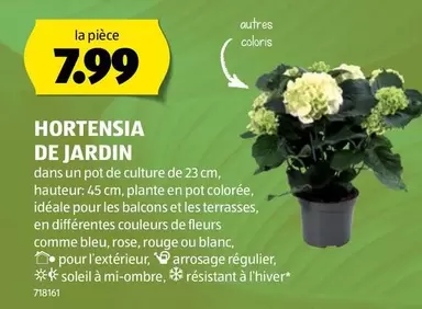 HORTENSIA DE JARDIN