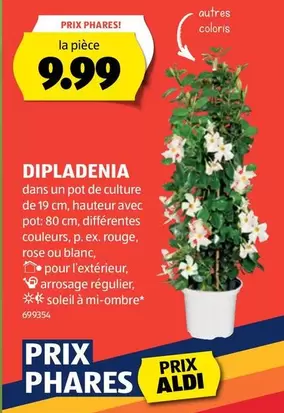 DIPLADENIA