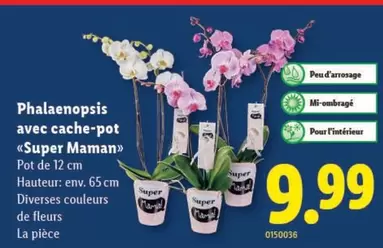 Phalaenopsis avec cache-pot «Super Maman»