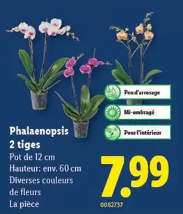 Phalaenopsis 2 tiges