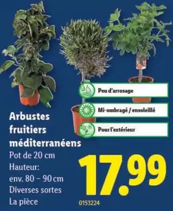 Arbustes fruitiers méditerranéens