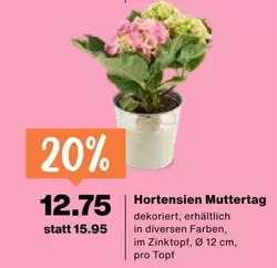 Hortensien Muttertag