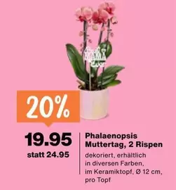 Phalaenopsis Muttertag, 2 Rispen