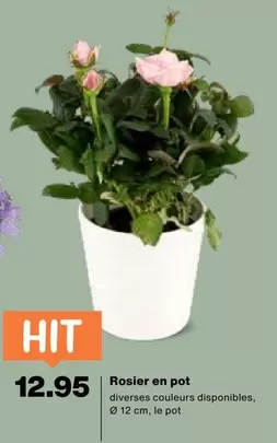 Rosier en pot