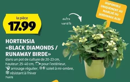 HORTENSIA «BLACK DIAMONDS / RUNAWAY BIRDE»