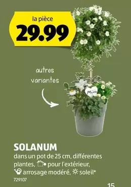 SOLANUM