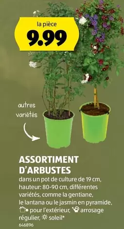 ASSORTIMENT D'ARBUSTES