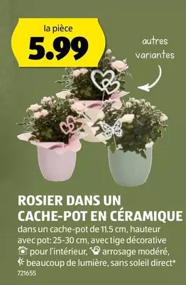 ROSIER DANS UN CACHE-POT EN CÉRAMIQUE