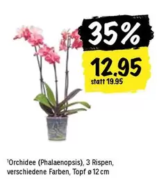 Orchidee (Phalaenopsis)